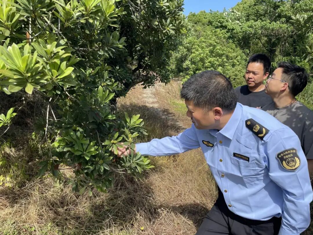 鹿产杨梅,从树上开始让您安心!