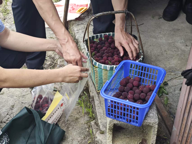 专项抽检护航黑炭梅上市 筑牢农产品质量安全防线
