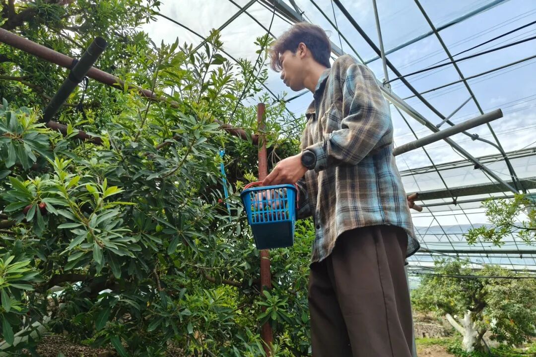 吃在瓯海丨日销200斤,茶山大棚丁岙杨梅供不应求!