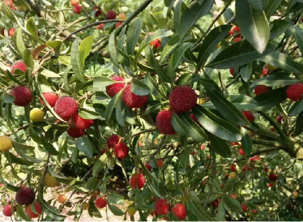 严格把控上市关,苍南首批大棚杨梅抢鲜登陆!